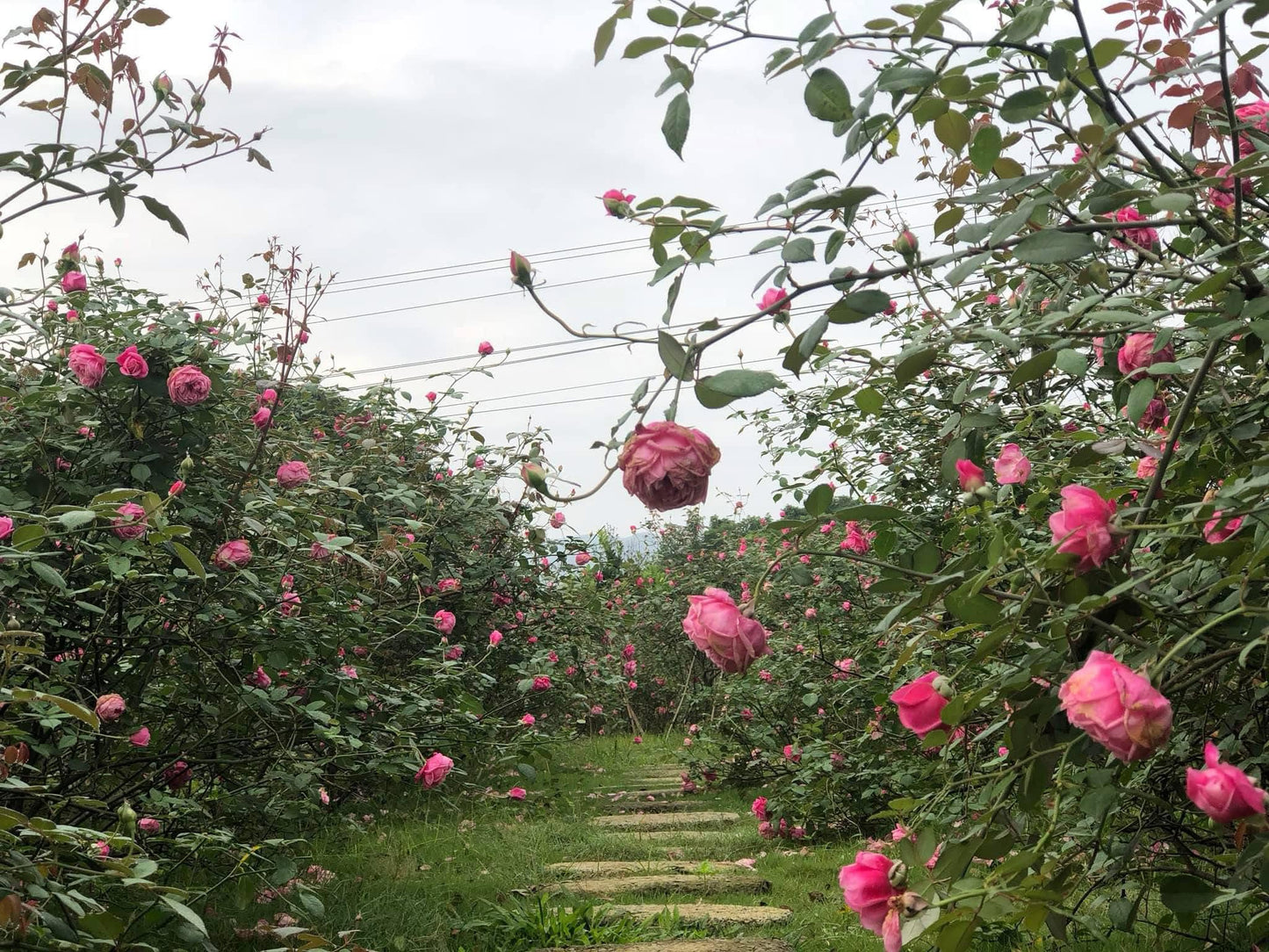 ORGANICS USDA Certified Rose Oil (20 ml) from Vietnam unique ancient roses 100% Organic Roses Oil infused with Sacha Inchi Seed Oil 100% Natural