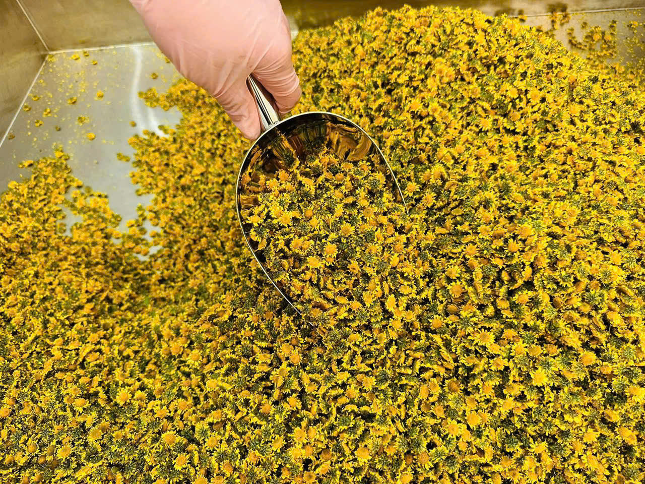 ORGANICS USDA Certified Chamomile Flower, S- Grade, Freshly Harvested and Dried BULK Tea, 25 grams | Vietnam Organic Camomile | Matricaria Camomilla 100% Natural