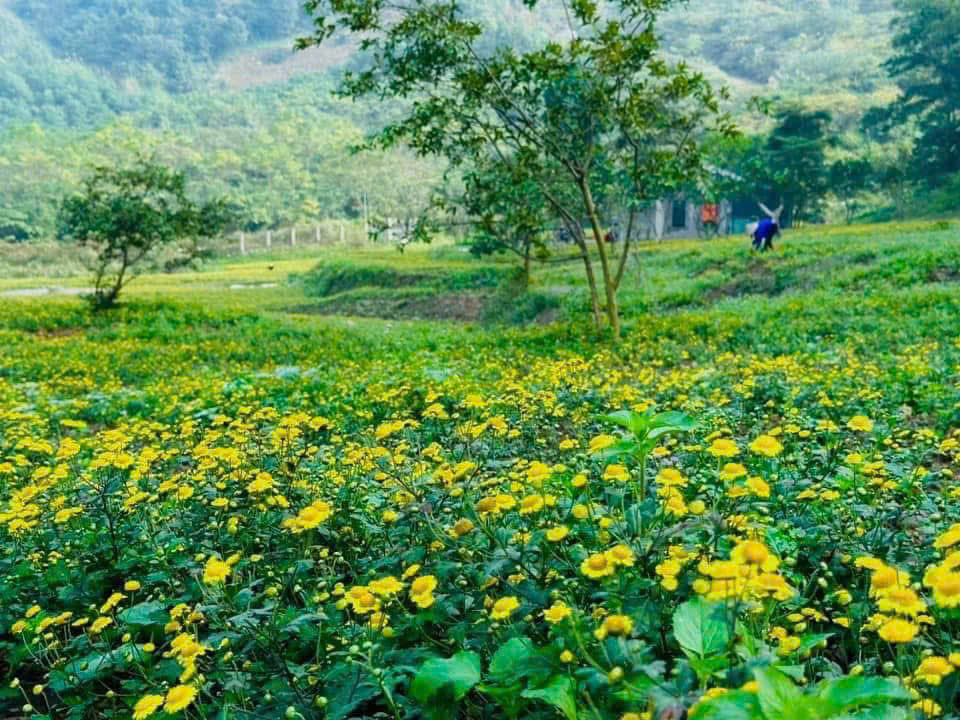 ORGANICS USDA Certified Chamomile Flower, S- Grade, Freshly Harvested and Dried BULK Tea, 25 grams | Vietnam Organic Camomile | Matricaria Camomilla 100% Natural